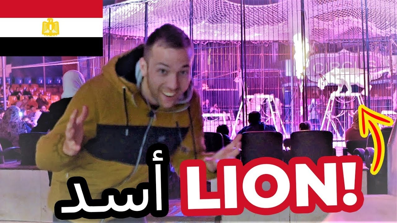 CIRCUS IN EGYPT with LIONS !! أسد مصر  Cairo vlog #27