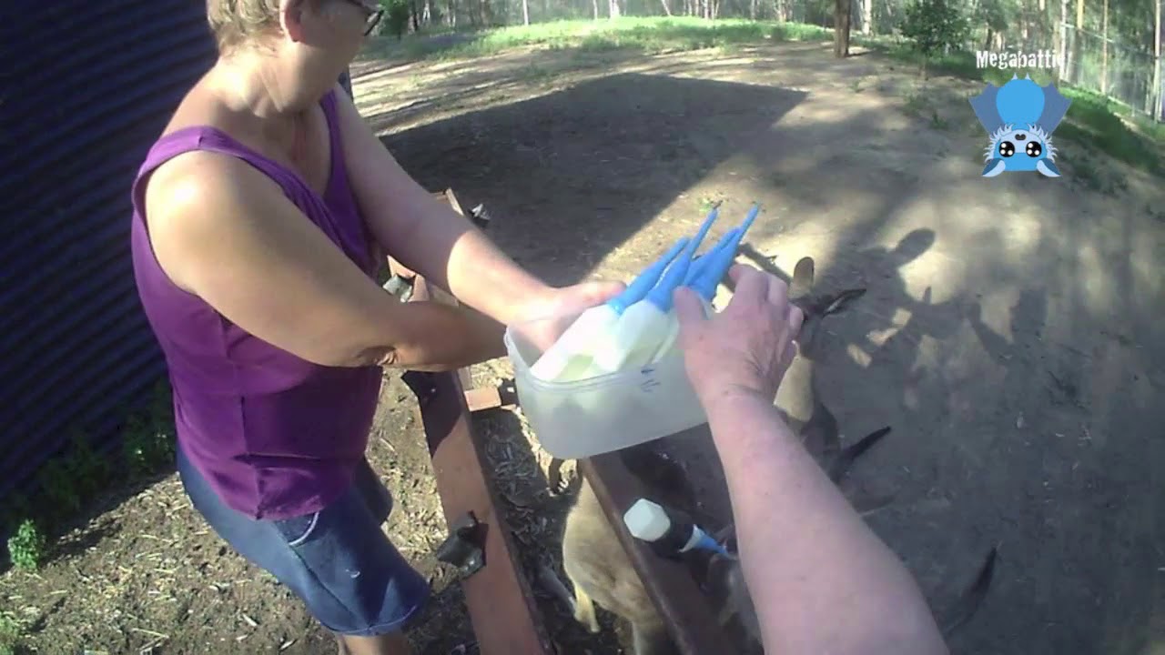 Macropod carer daily life clips:  joeys in the joey pens