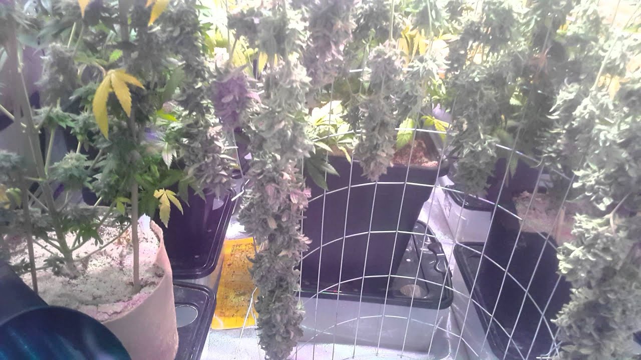 B.D.L HARVEST AMNESIA HAZE