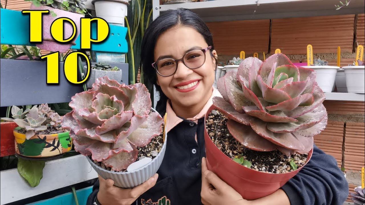 TOP 10: Suculentas rulosas + nombres 🌱 | Jardines by Angie