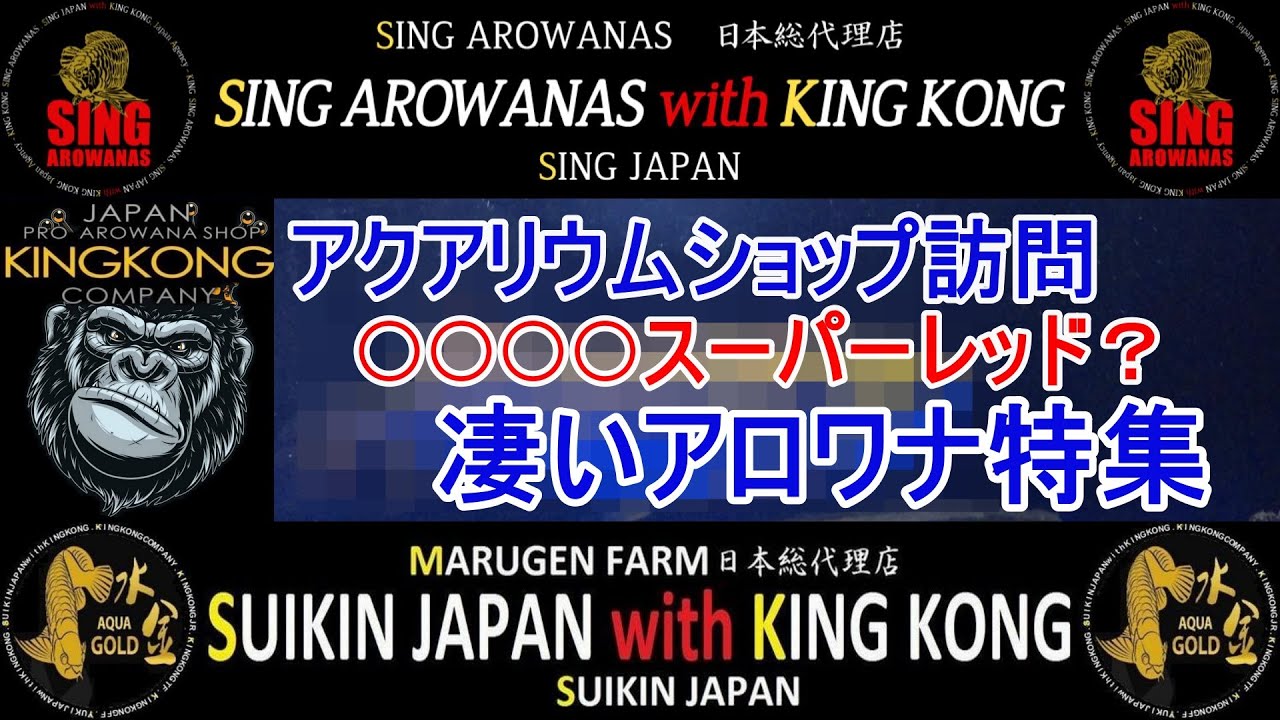 最高級アロワナハイグレード特集（水金ゴールド・Singアロワナ・超レア○○○○スーパーレッド）キングコング後編