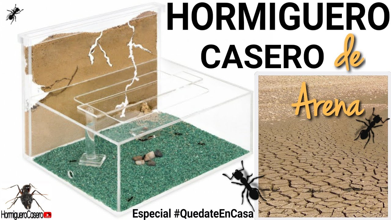 COMO HACER UN HORMIGUERO CASERO DE ARENA - Hormiguero Casero channel