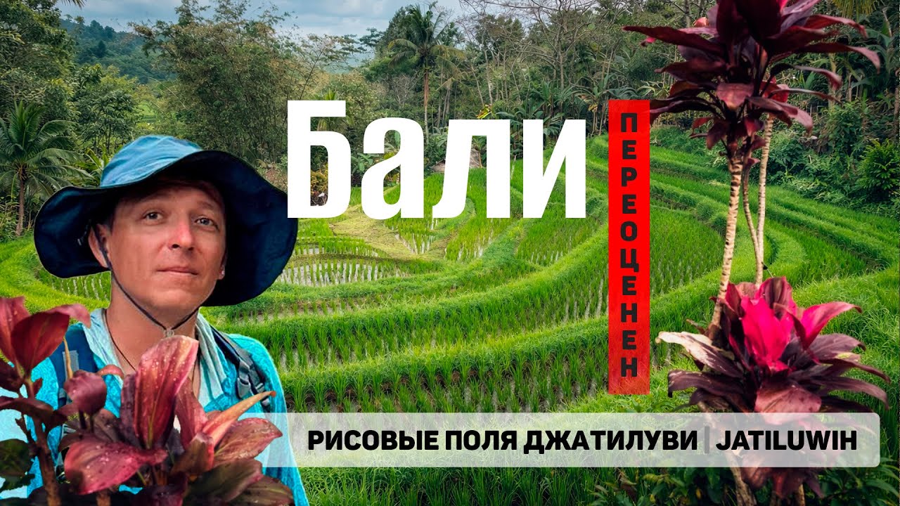 Плохой Бали. Арендовали машину и поехали на знаменитые рисовые поля Jatiluwih. Стоит ли ехать?