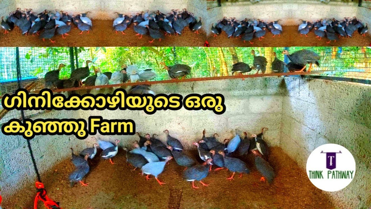 Gini kozhi valarthal
