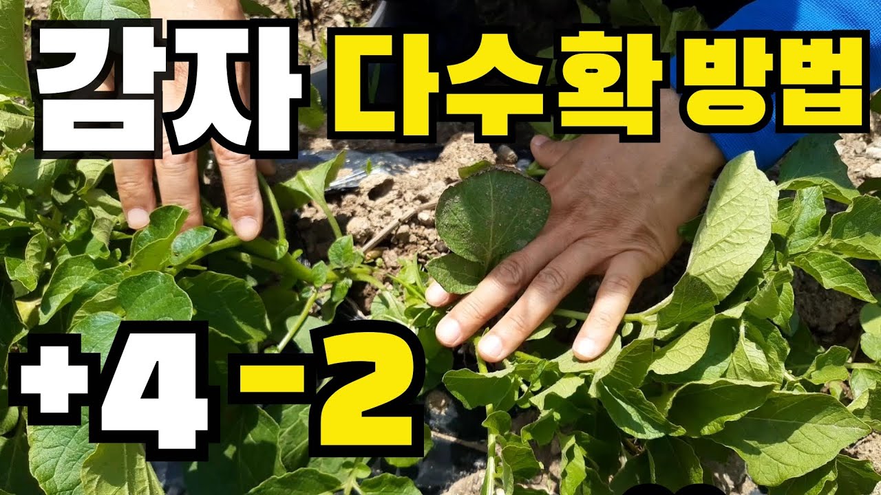감자 다수확 방법 +4-2 / 이것이 감자 수확을 좌우한다 / 감자 비대기에서 감자 알 굵게하려면 / 감자추비 / 감자영양제 / 감자굵게키우기 / 감자물주기 / 감자엽면시비