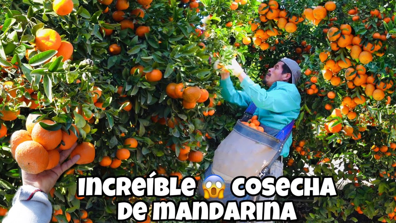 HERMOSO HUERTO DE MANDARINA TANGO / AMAZING TANGERINE HARVEST