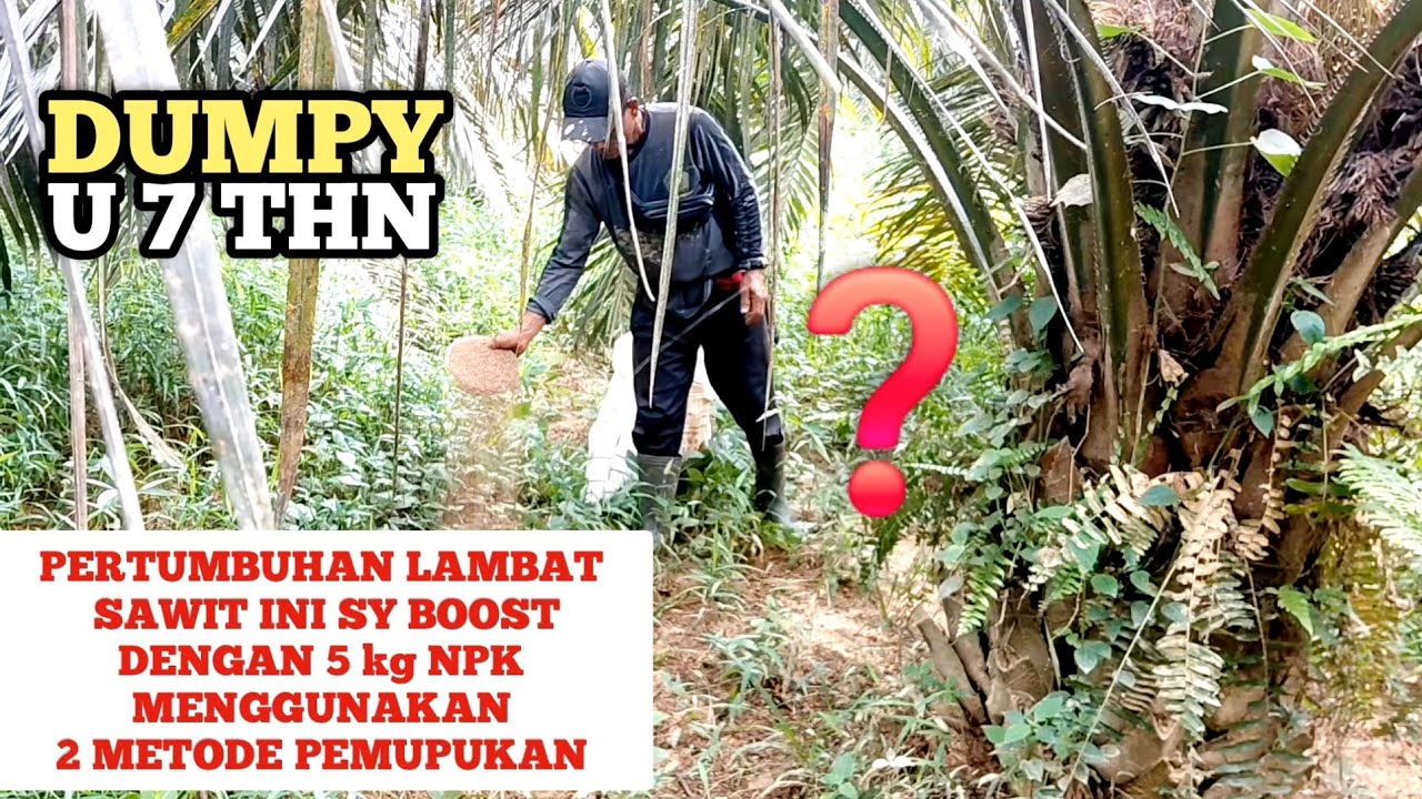 Pemupukan Pertama 2026 DUMPY U 7 Thn
