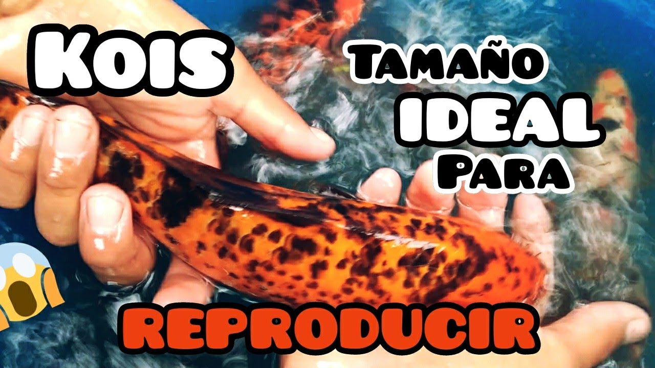 Kois tamaño ideal para inicio de reproduccion 😱