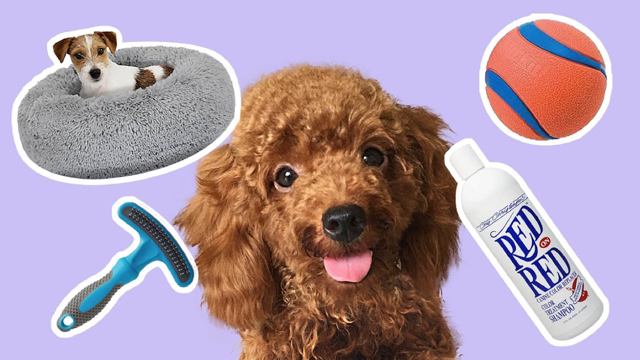 apa aja yang dibutuhin sebelum memelihara anjing pudel (PART 2)