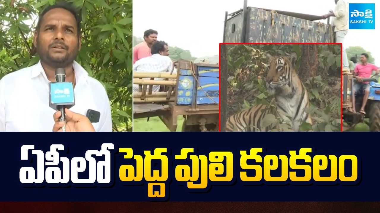 ఏపీలో పెద్ద పులి కలకలం..! | Tiger Search Operation In Eluru | AP News Updates | Sakshi TV