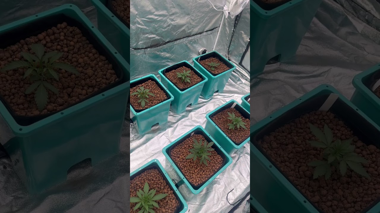 Skunk#1 and strawberry cough week 1 of veg #growace #vivosun