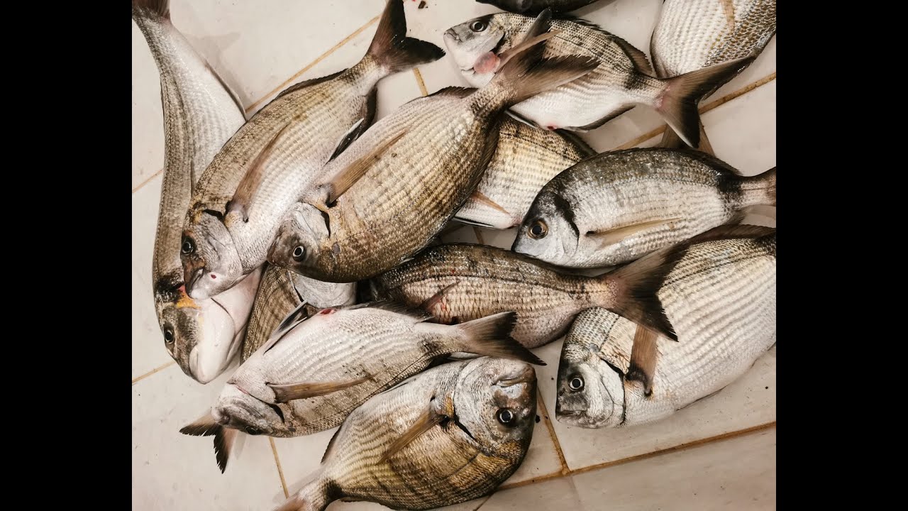 ΈΣΚΑΣΕ 💥 το ΦΟΥΣΚΩΤΟ!! Πήραμε πολλά ΨΑΡΙΑ!! 🎣 #fishing