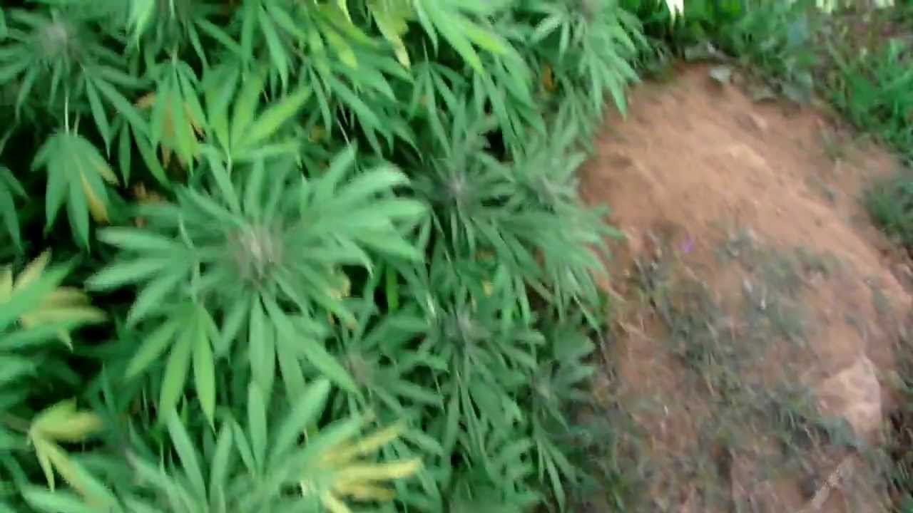 k weeds outdoor grow 2012