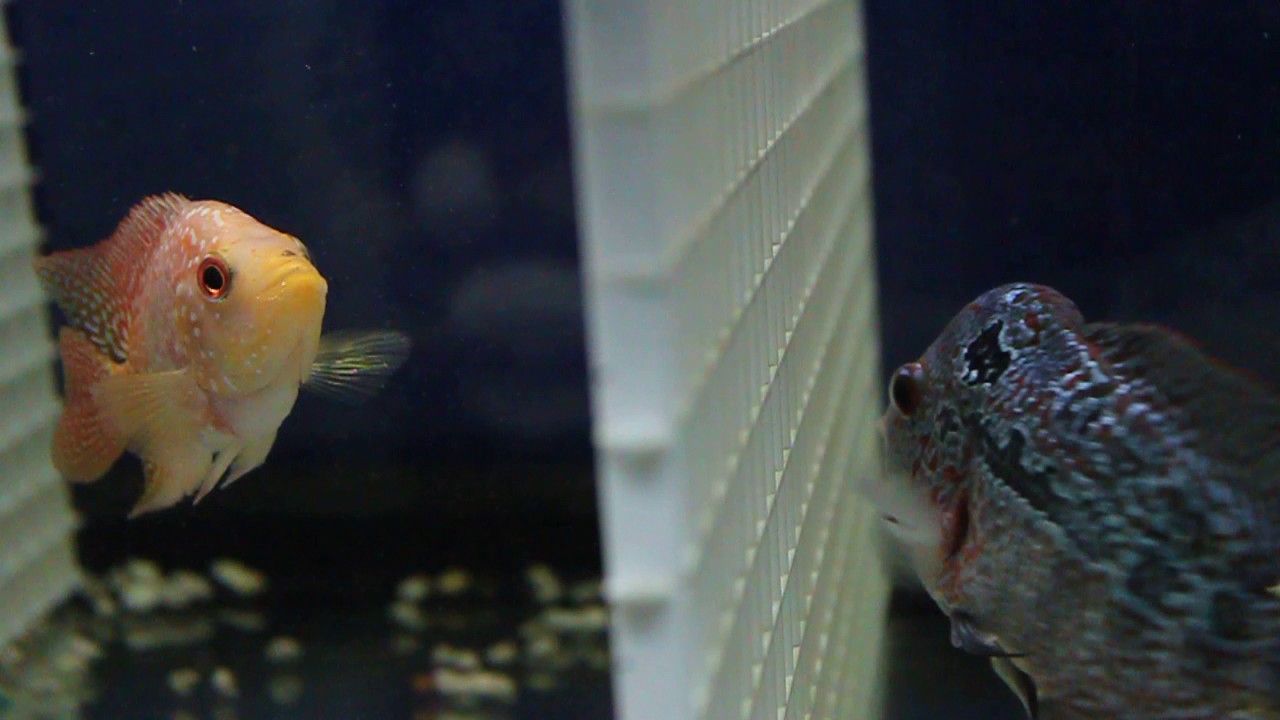 IS MEGA CICHLID A GOOD FLOWERHORN PRODUCER IN THE US?