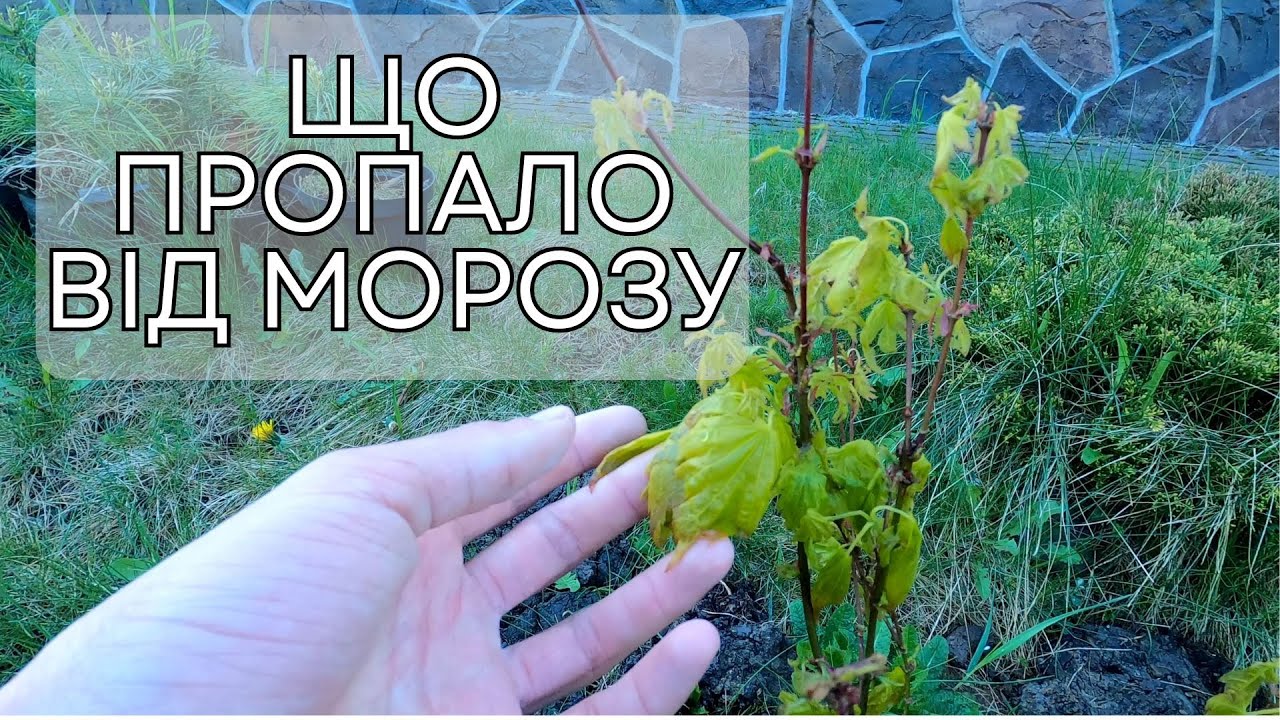 Які екзоти не витримають заморозки навесні в -3°C - Сад Артура
