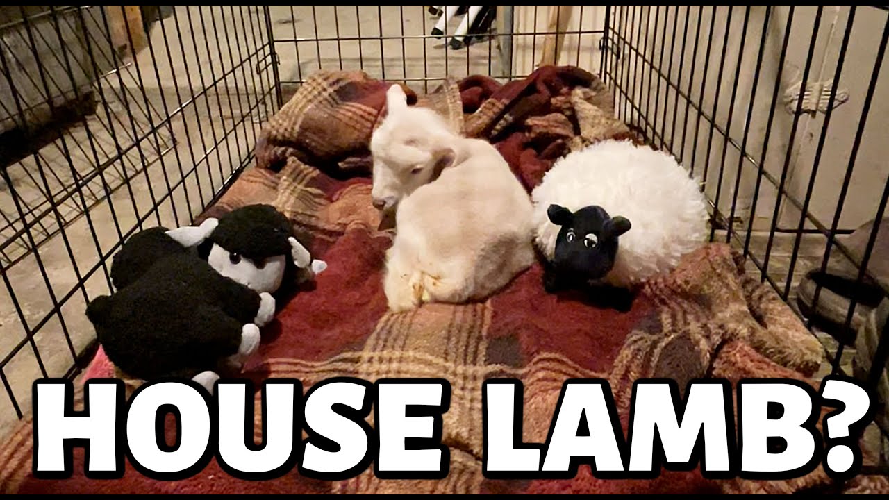 look what EWE made me do😳 | a peaceful goodbye, a foster attempt and one little FIGHTER!💪 | Vlog 558