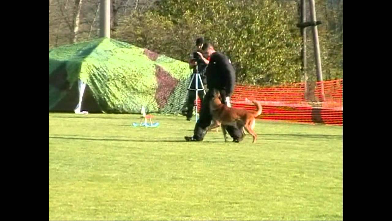 MONDIORING - Goran z Hückelovy vily - Czech Championship of Belgian Shepherds 2014