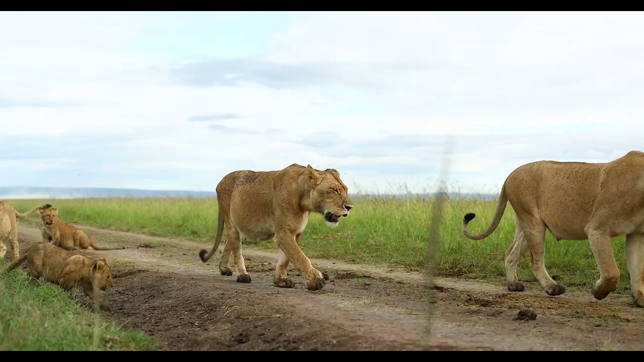 Family of lions moving