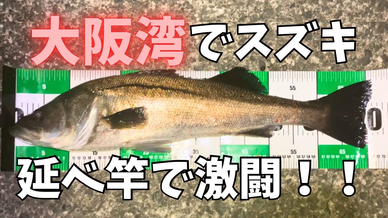 延べ竿で大物と激闘、大阪湾でスズキ！！