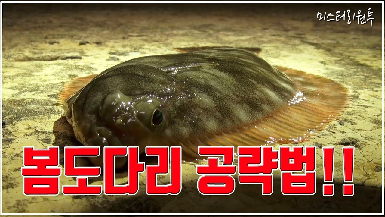 발판 좋은 도보권 원투낚시로 도다리 싹잡기~