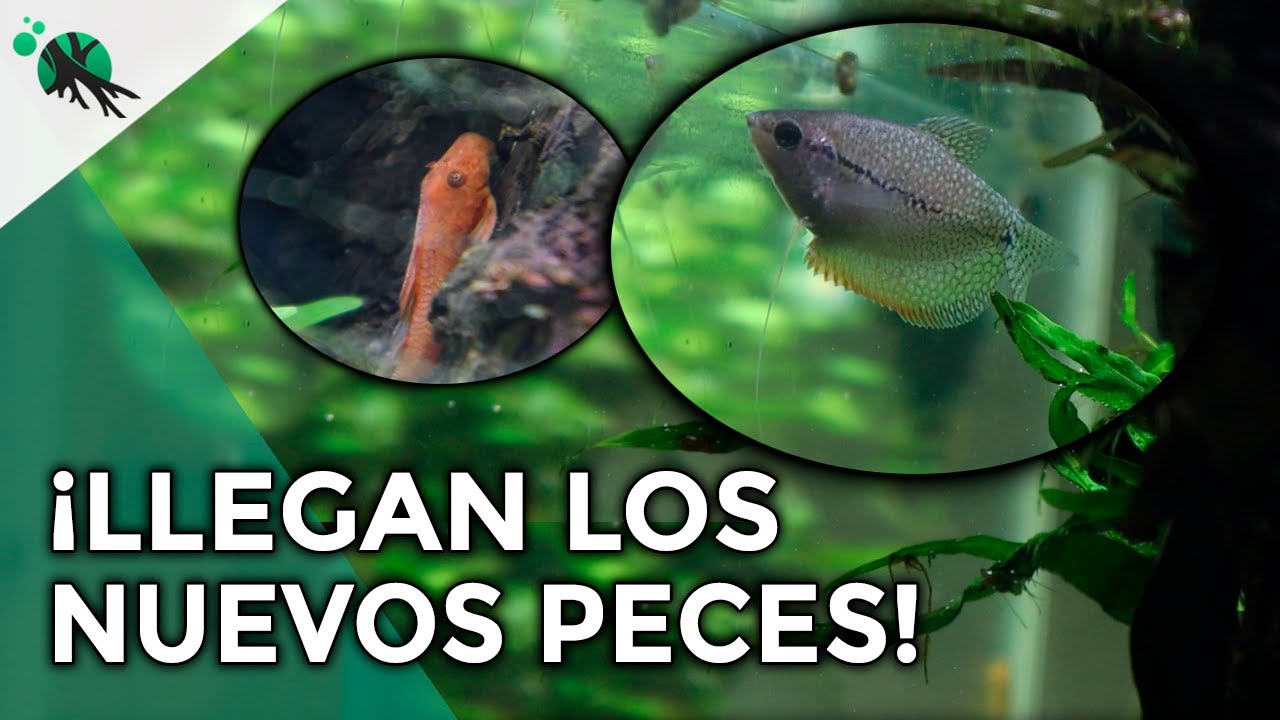 ESTOS son los NUEVOS peces para el acuario paisajismo plantado 360L- GURAMI PERLA Y ANCISTRUS LAVA