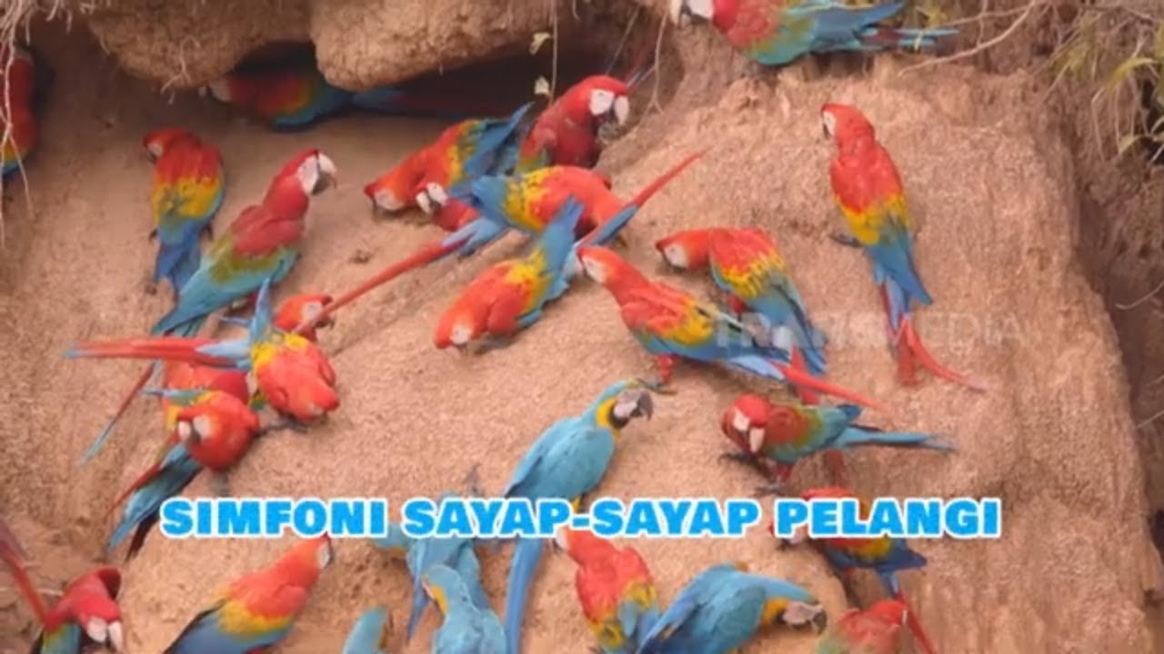 Simfoni Sayap-Sayap Pelangi | SI OTAN (20/11/24)