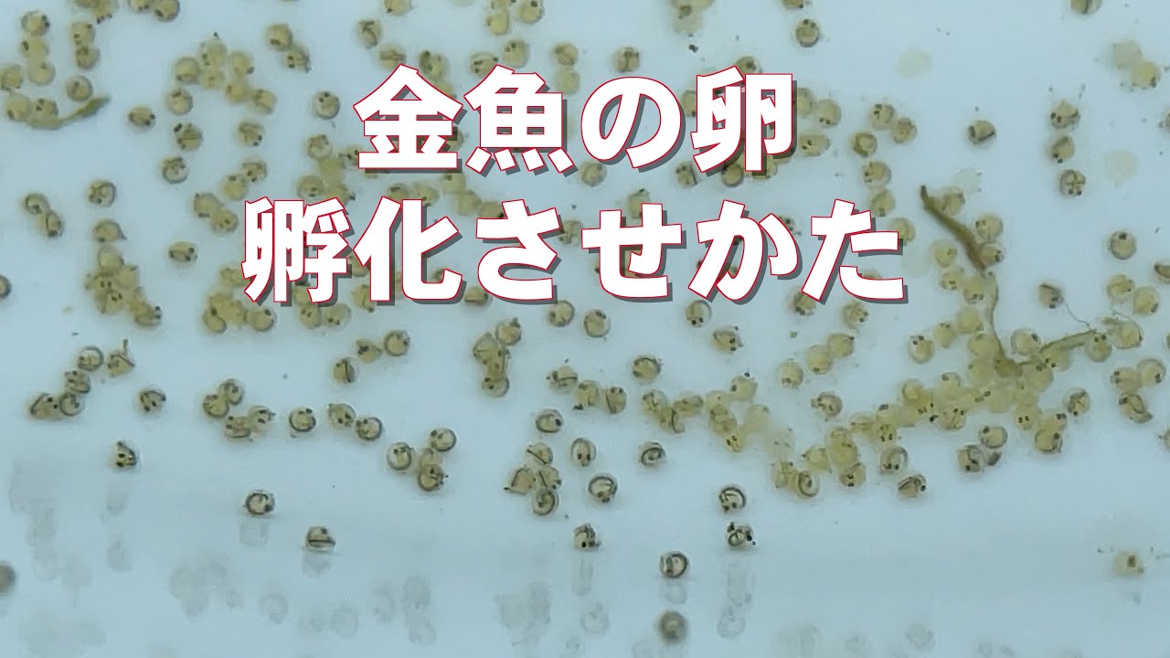 金魚の卵 孵化させかた