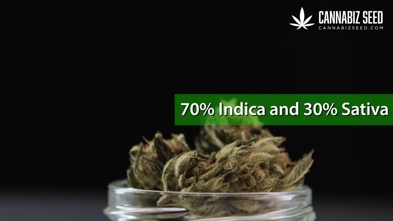 Granddaddy Purple Strain Review | Classic Indica with Amazing Flavor & Effects #granddaddypurple