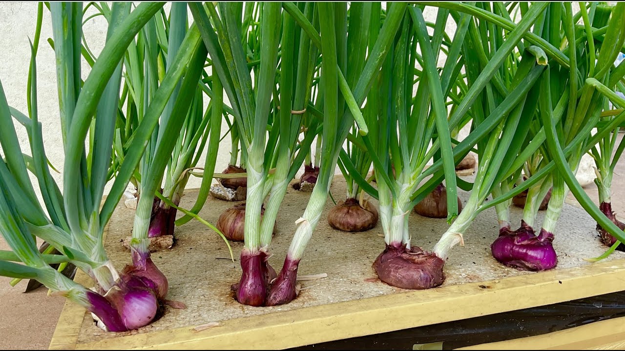 25 days to grow spring onions in hydroponic foam box | No fake planting | Real gardening88