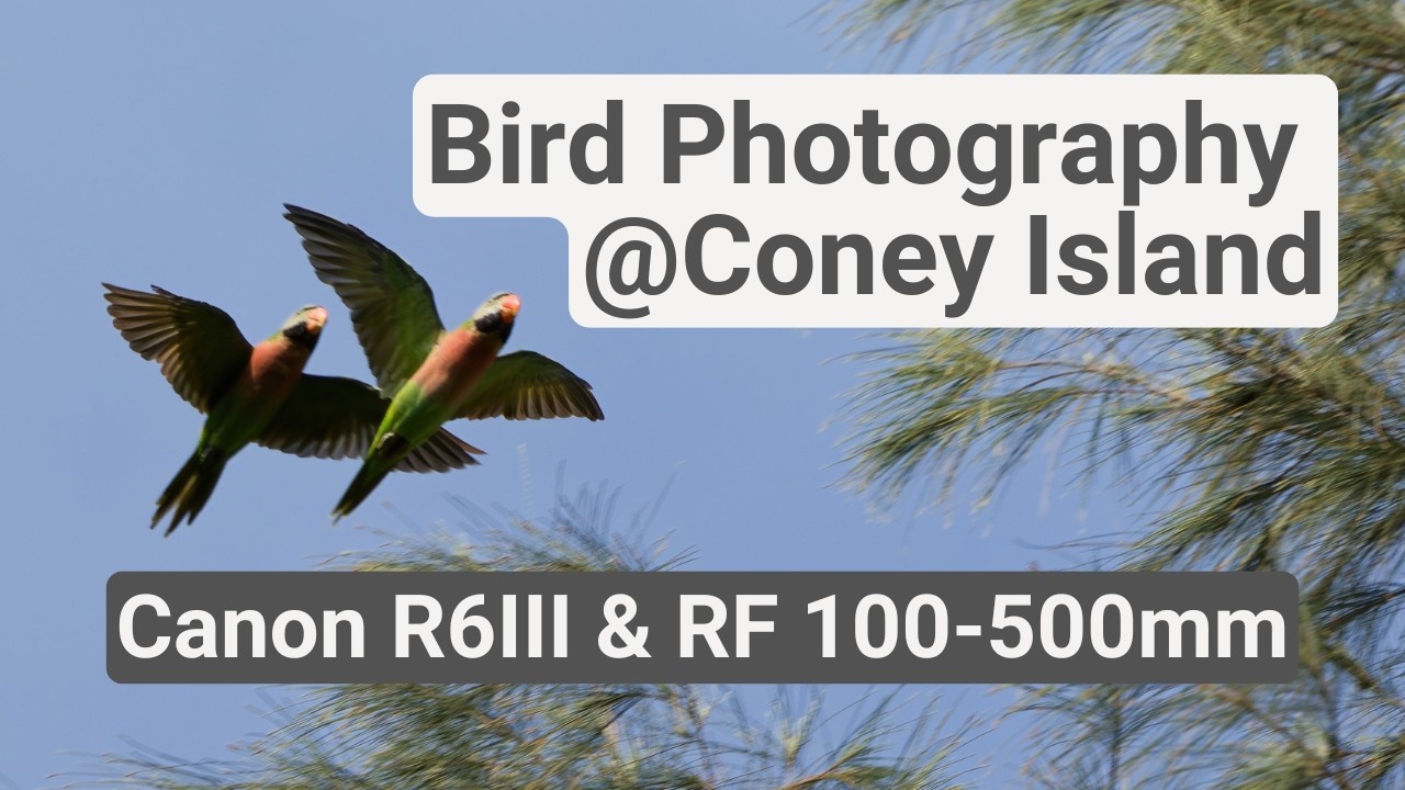 Bird Photography at Coney Island w/ Canon R6III | feat. The common birds
