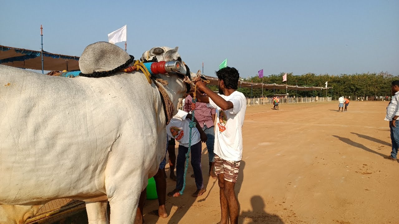 ఉత్తనూరు 4 పళ్ళ విభాగం బండలాగుడు పోటీలు 17వ జత జాకీర్ హుస్సేన్
