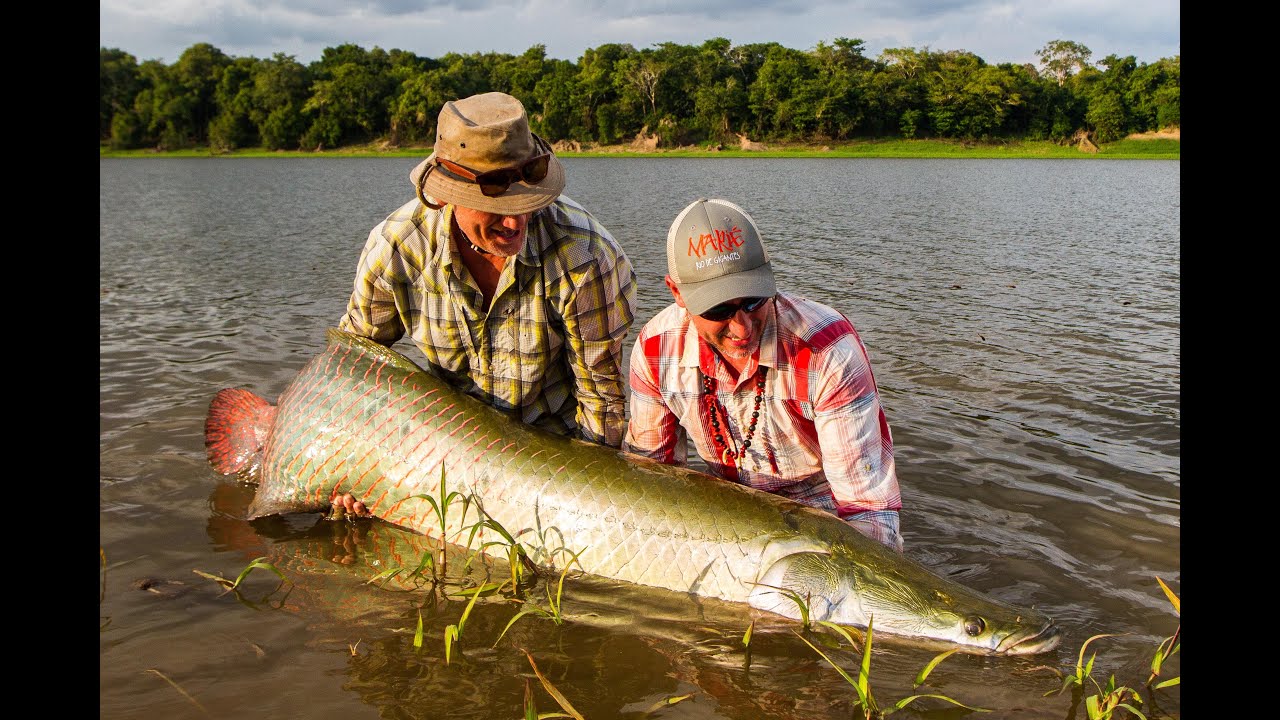 PIRARUCU -  FlyFishing the Biggest Arapaima Reserve in the planet!