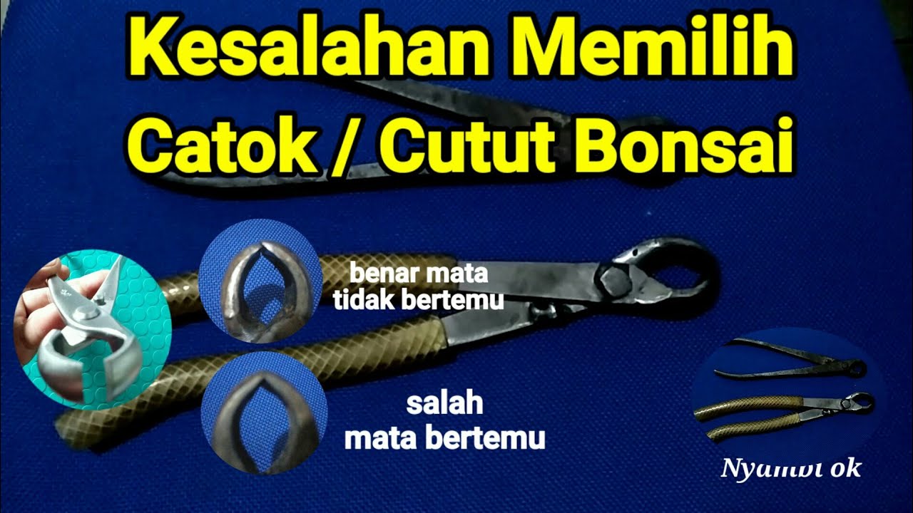 Kesalahan Memilih Catut / catok Bonsai