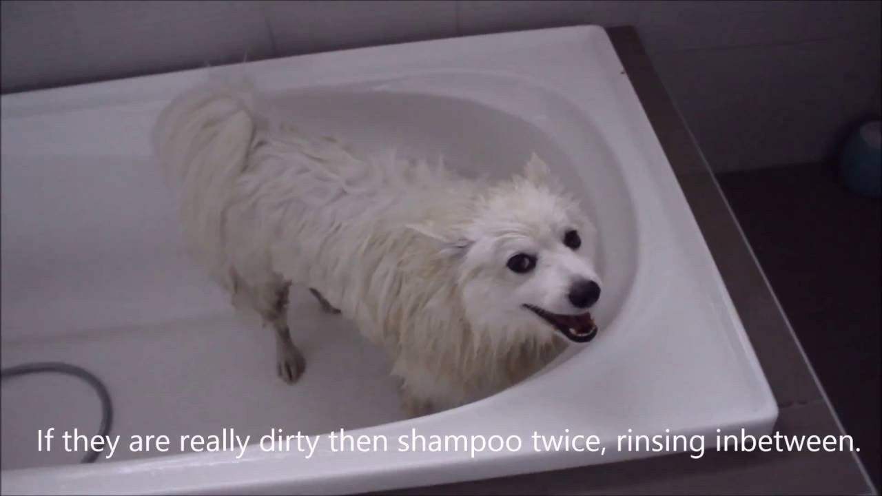 How to wash a Spitz