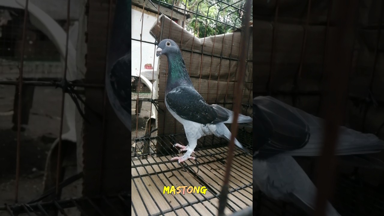 GBH + COF hybrid