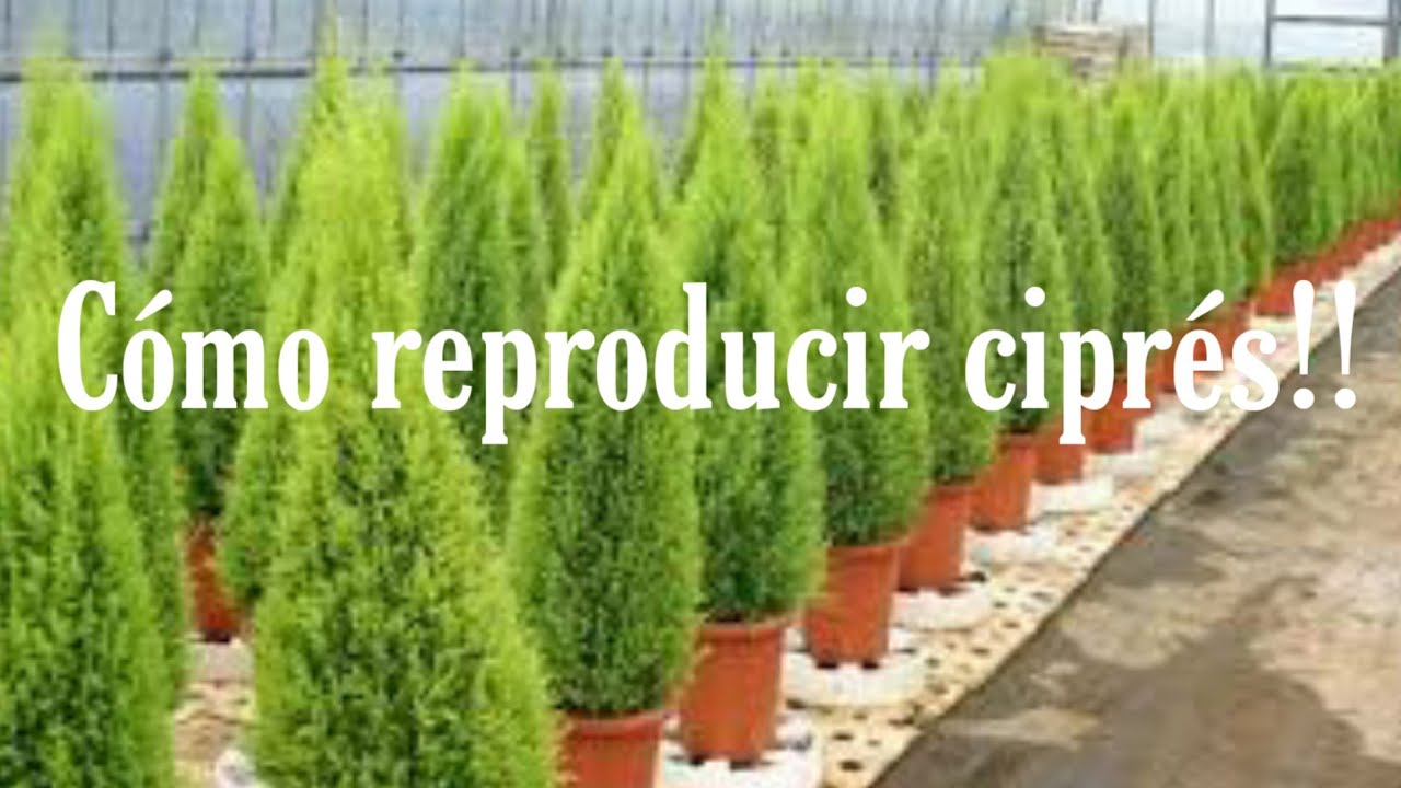 Como reproducir cipres o pino de navidad