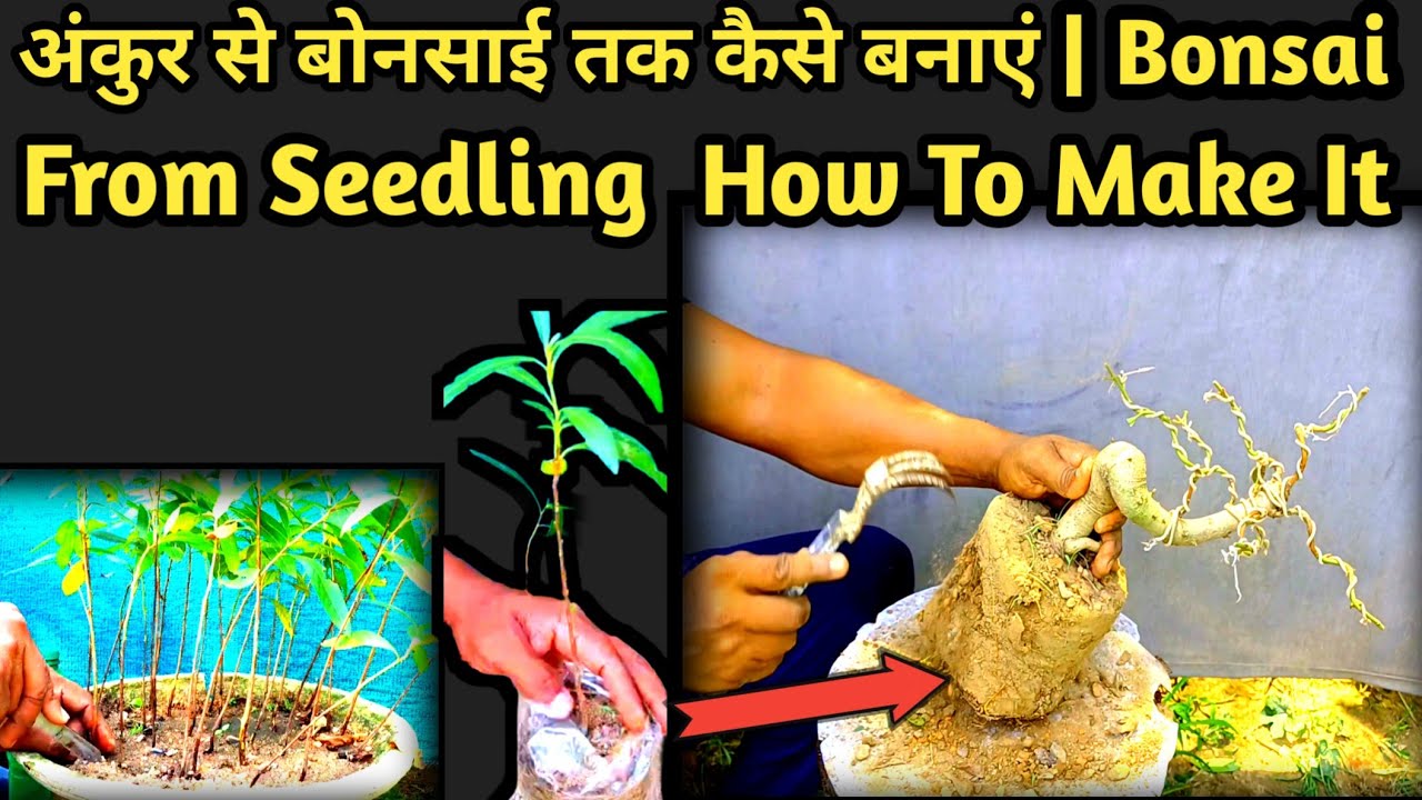 Bonsai from Seetdling How To Make It #bonsai#janabonsai #bonsai is my passion