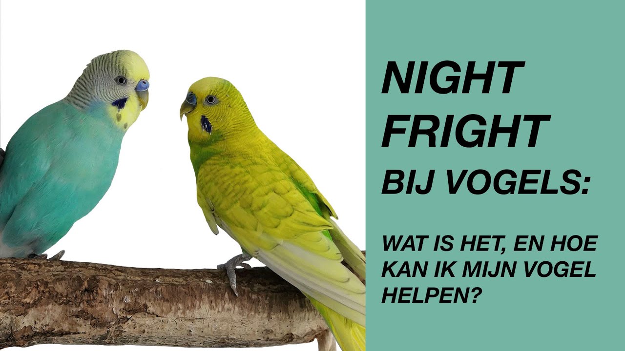Night Fright Bij Vogels: wat is het, en hoe kan ik mijn vogel helpen?