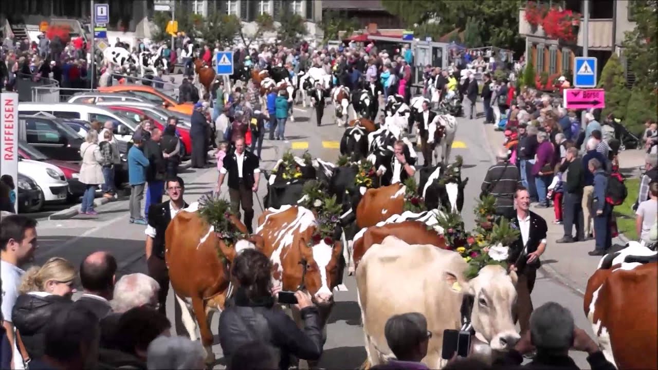 Alpabfahrt Rämisgummen 24 09 2015