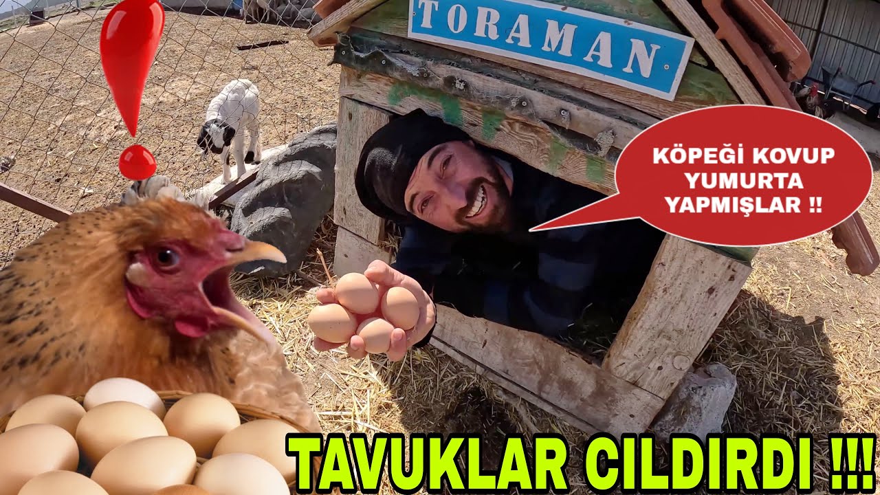 TAVUKLAR ÇILDIRDI !! KÖPEK KULÜBESİ BİLE YUMURTA DOLDU~GURK TAVUK YATIRMA~KAPI YAPIMI