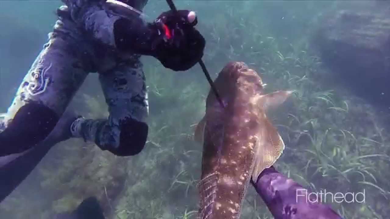 Salty Sea Dogs Spearfishing Sydney - Chapter 3