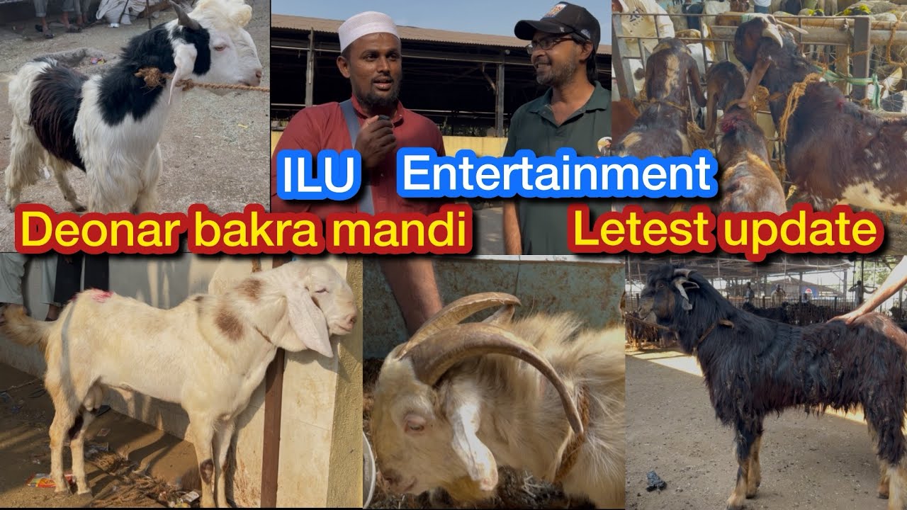 Deonar bakra mandi latest update |Asia biggest goat 🐐 market #youtubevideo #bakrabazaar #viralvideos