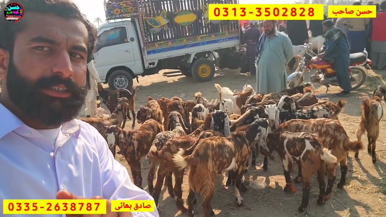 31 January 2026 haftha Bakre Mandi pakistan دن کے ٹائم منڈی کے بدترین حالات din 12 bje Mandi Updates
