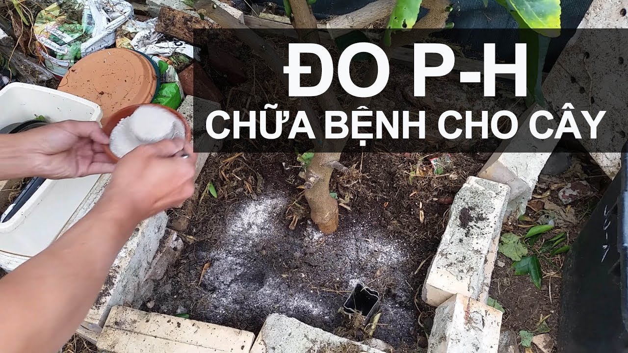 Hướng Dẫn Đo PH Trên Đất Trồng by toan trinh trong rau - do ph