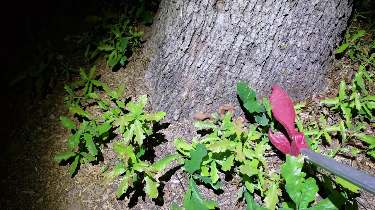 Typical copperhead behavior and removal.