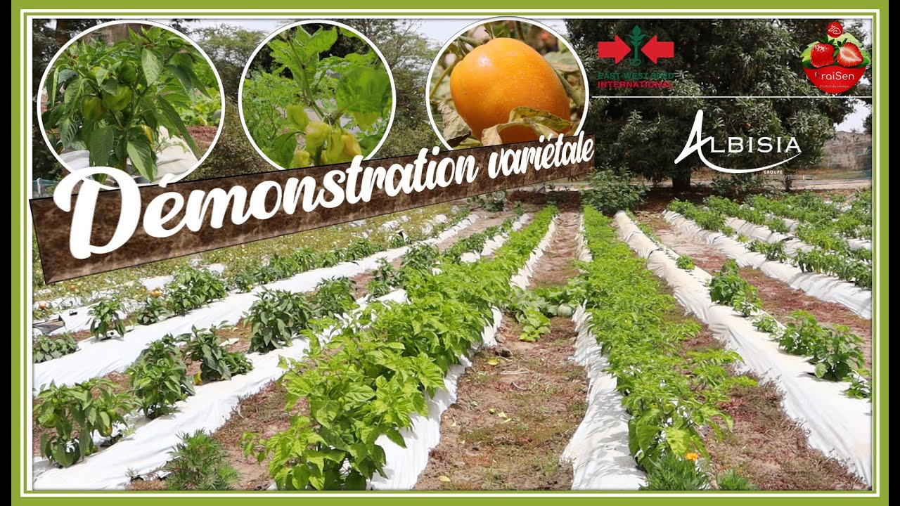 Démonstration variétale : 🫑Poivrons, 🍅Tomates, Piments🌶️