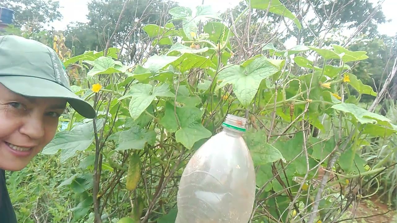FIZ ADUBO ORGÂNICO LÍQUIDO DE CASCA DE BANANA PRA JOGAR NAS  FOLHAS E NO PÉ DE PEPINO.