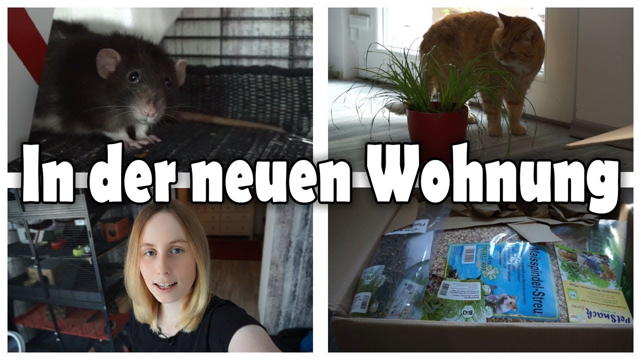 In der neuen Wohnung! | Mixerama Bestellung | Ikea Einkauf | Vlog