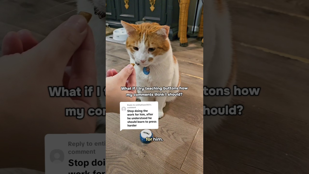 letting my commenters decide how to train my cat