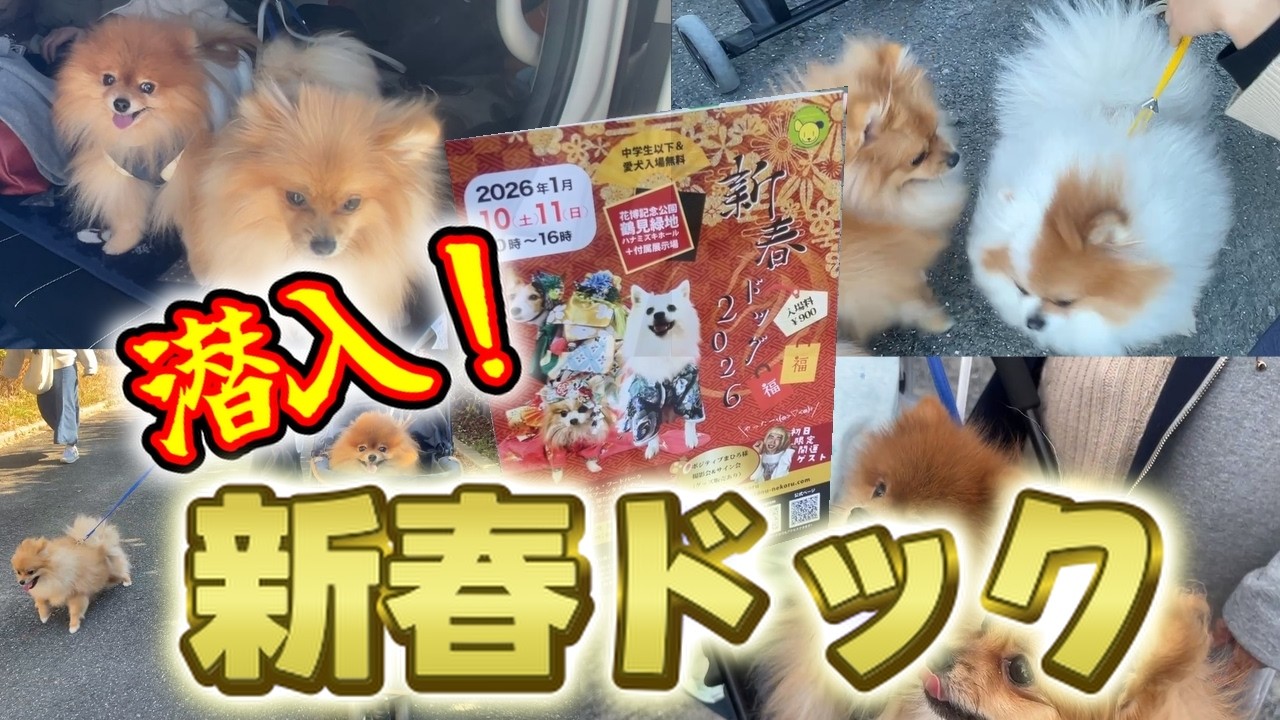 【初体験】ワンコのイベントに初めて行ったポメラニアン兄弟と家族がこちらｗ　【新春ドック】